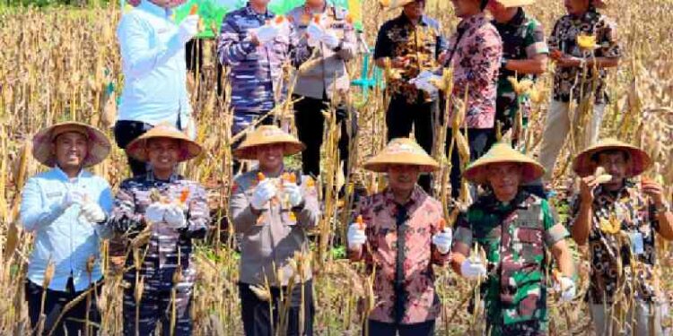PANEN RAYA JAGUNG SERENTAK KUARTAL II DALAM RANGKA MENDUKUNG SWASEMBADA PANGAN TAHUN 2025