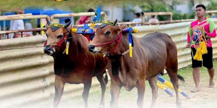 KERAPAN SAPI PIALA BUPATI BANGKALAN 2025